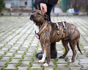 Chihiro sucht ein Zuhause Bild 3