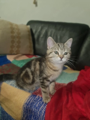 Schweren Herzens suchen wir ein neues, liebevolles Zuhause für unsere wunderschöne, kurzhaarige Katz