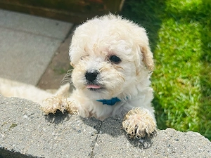 Maltipoo Welpen 