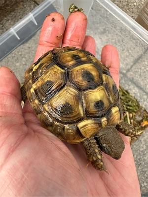 Griechische Landschildkröten 2023