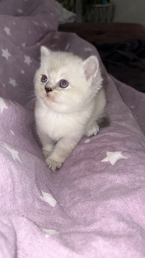 BKH - Britisch Kurzhaar Kitten - reinrassig