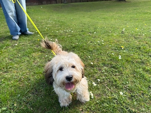 Süßer Bolonkarüde 