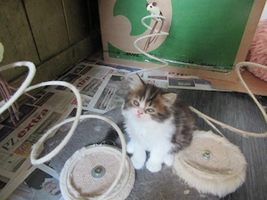 British Longhair Kitten sucht noch ein neues Zuhause, Stammbäume haben die Eltern
