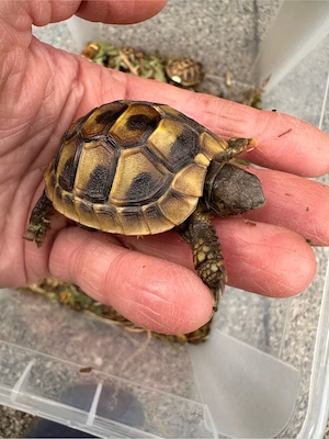 Griechische Landschildkröten 2025