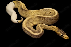 1.0 (Male) Königspython Champagne Pibald poss. het. Calico-GHI-BH 