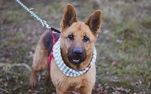 Ariana möchte deine treue Begleiterin werden!