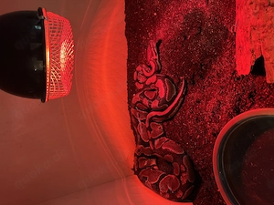 Königspython Verkaufen