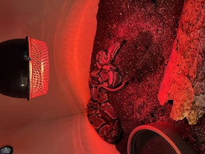 Königspython Verkaufen