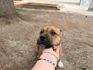    Besondere Welpen suchen ihr Zuhause - Tosa Inu x Akita Inu   