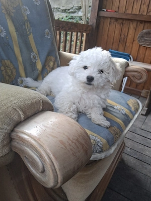 Bischon Frisé welpen-1Rüden - geboren 21.01.26