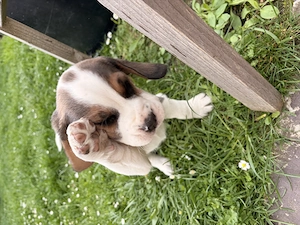 Beagle Welpe