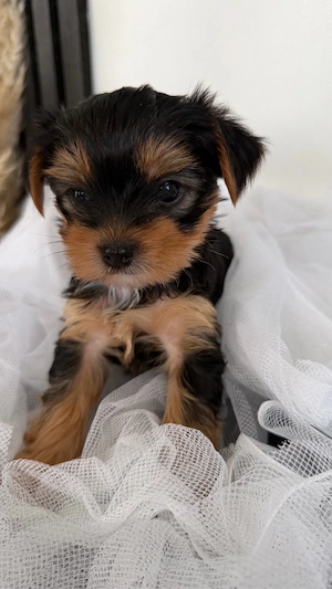 Kleine Yorkshire Terrier Welpen suchen ein neues Zuhause
