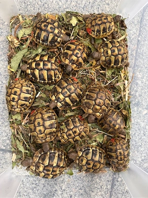 Griechische Landschildkröten 2024