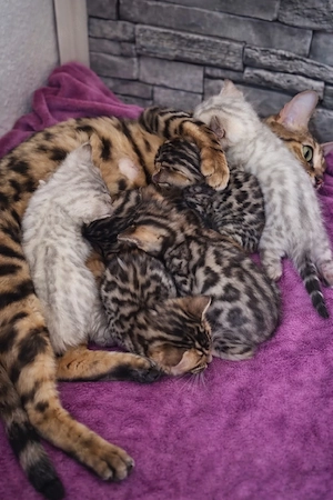 Bengal Kitten
