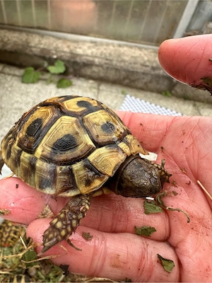 Griechische Landschildkröten 2024 Bild 2