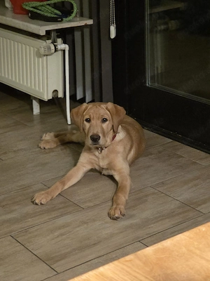 Labrador Hündin 