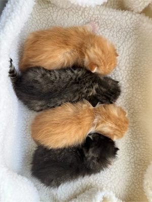 Katzenbabys Hauskatzen Kitten getigert rot Kater Katze 