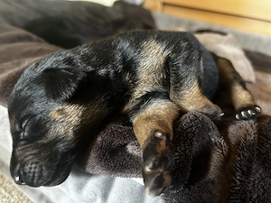 Magyar Vizsla DDR Schäferhund Welpen