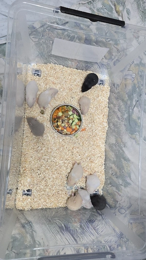 Hamster Babys  Bild 2