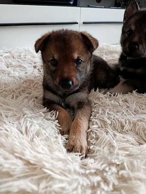 Tschechoslowakischer Wolfhund mischlinge