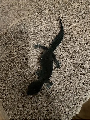 2 Befruchtete Black Night Pure Leipardgecko Eier + Inkubator zu verkaufen. 