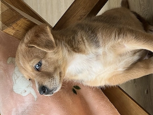 Ein kleiner Schäferhund Mischling sucht noch  