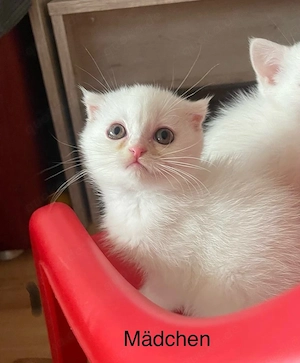 Britische kurze Harre