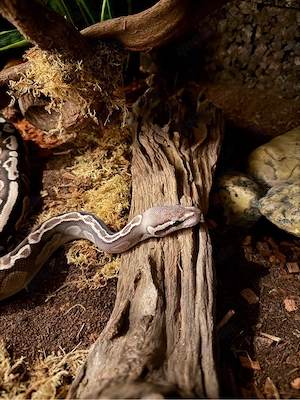 Python Regius 1.0 Mystic GHI Het Red Axanthic 2023 + Terrarium