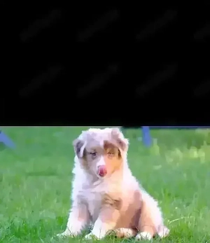 Wesensfeste Australian Shephardt Welpen (ASCA Papiere) suchen 5**** zu Hause - Reine Showlinien