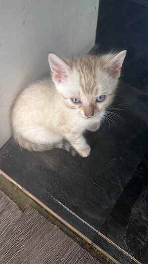 Wunderschöne Bengal-Kitten snow lynx 