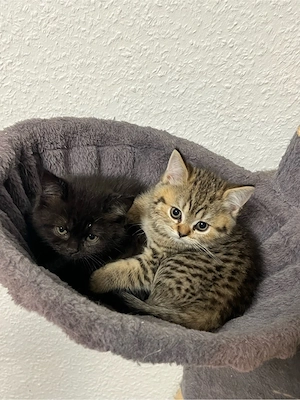 Katzen  BKH