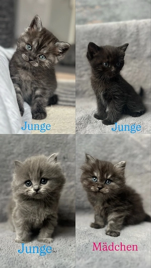 Heilige Birma+Britischkurzhaar Kitten