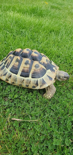 Griechische Landschildkröte 