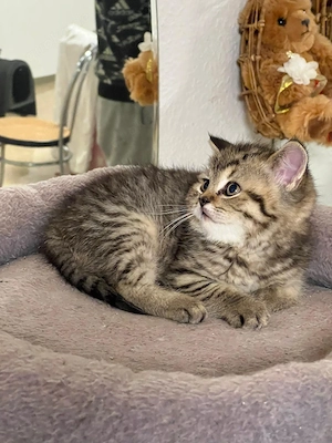  Bkh-katze....