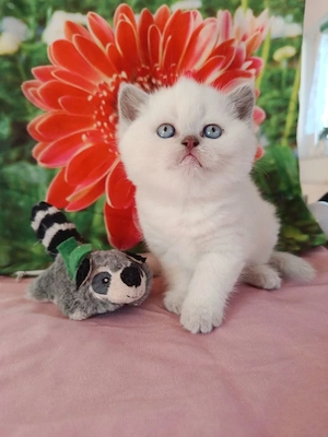 Wir suchen ein neues Zuhause für unsere 2 kleinen BKH