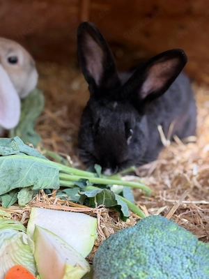 Hasen Zu verschenken