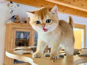 Wir suchen ein neues Zuhause für unsere 2 kleinen BKH