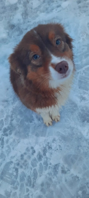 American Mini Ausi's Bild 3