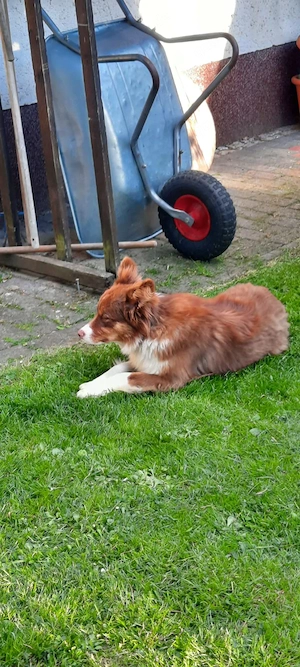 American Mini Ausi's Bild 2