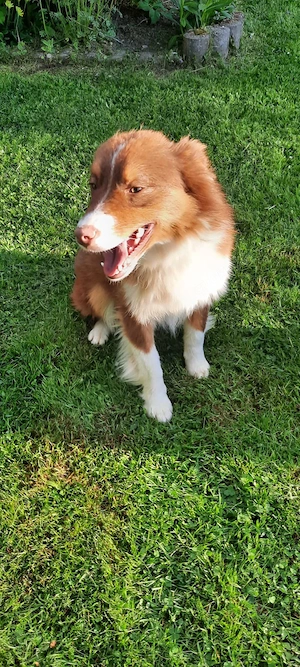 American Mini Ausi's Bild 4