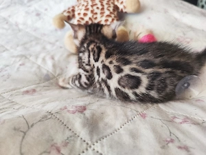 Süße Bengal kitten  Bild 4