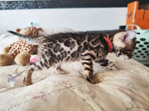 Süße Bengal kitten  Bild 5