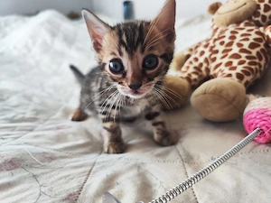 Süße Bengal kitten 