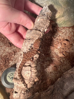 Kaktusgeckos (Heteronotia binoei) Jungtiere