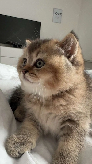 BKH golden tabby, black golden tabby 