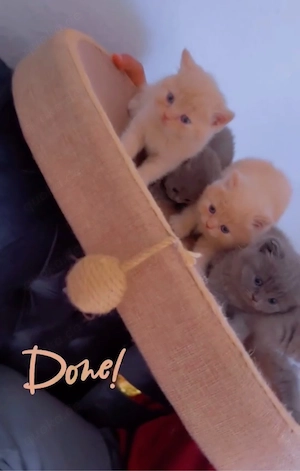 BKH kitten zu reserviern 