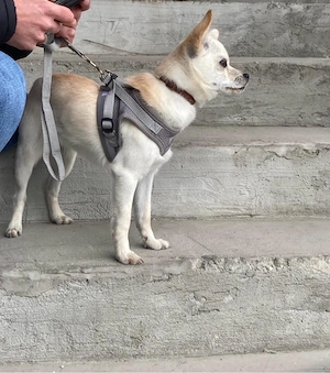 Chihuahua welpe Rüde