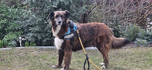 Hündin Cookie 7 Jahre alt abzugeben 