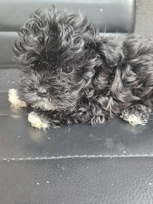 Malteser Bolonka Welpe ab 24.04.2026