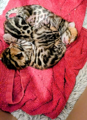 3 zuckersüße Bengal Kitten 